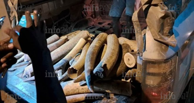 Trafic international d’ivoire : Un braconnier récidiviste renvoyé devant la justice gabonaise le 27 juin